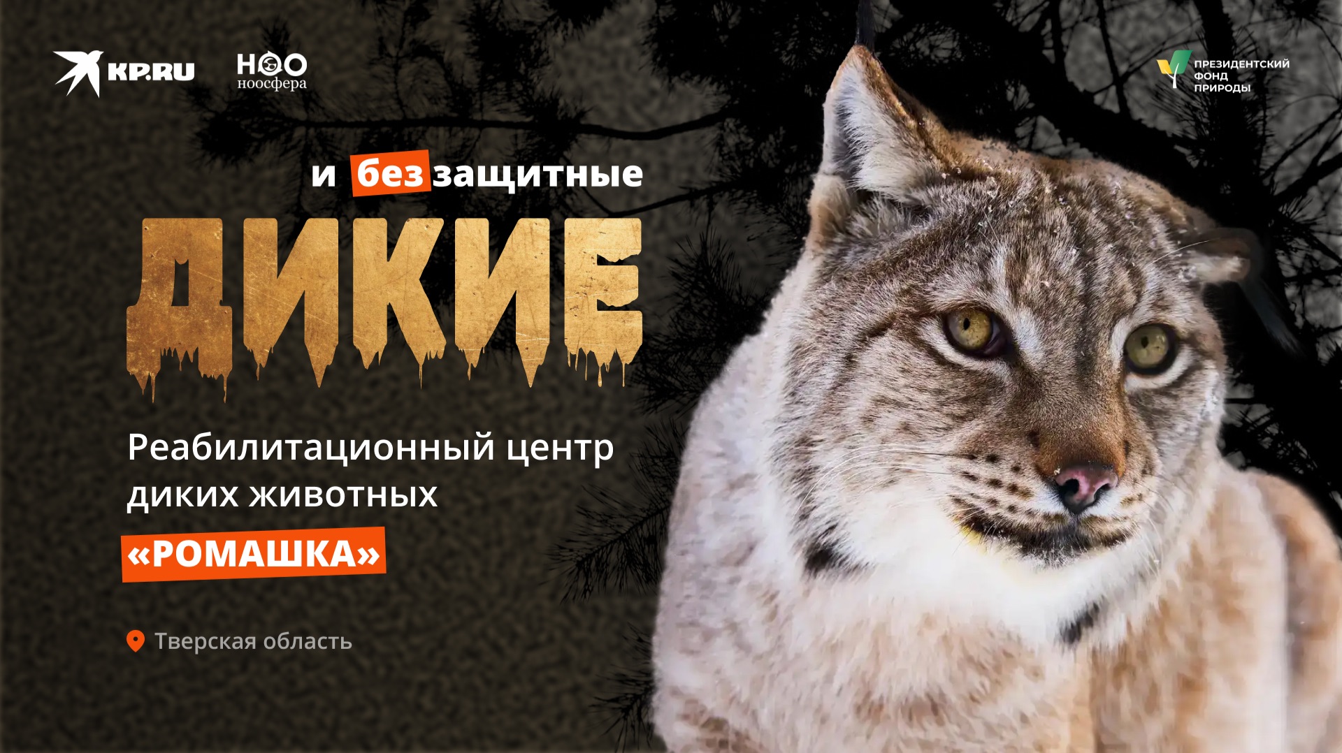 Реабилитационный центр диких животных «Ромашка» спасает рысей и птиц