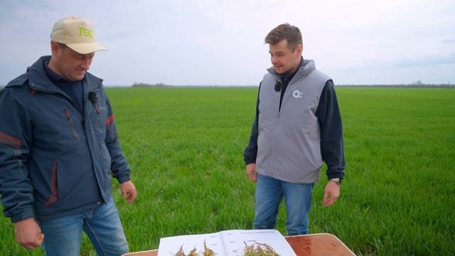 Что с озимыми? Продолжение.