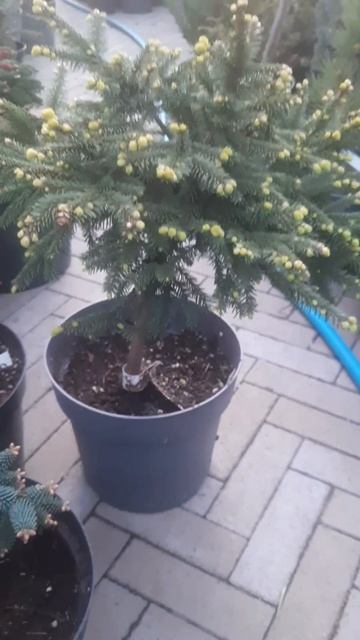 ❤🌲Ель восточная Спринг Гров на штамбе 
✔Продажа растений в макс и телеграм канале: Https://t.me/love