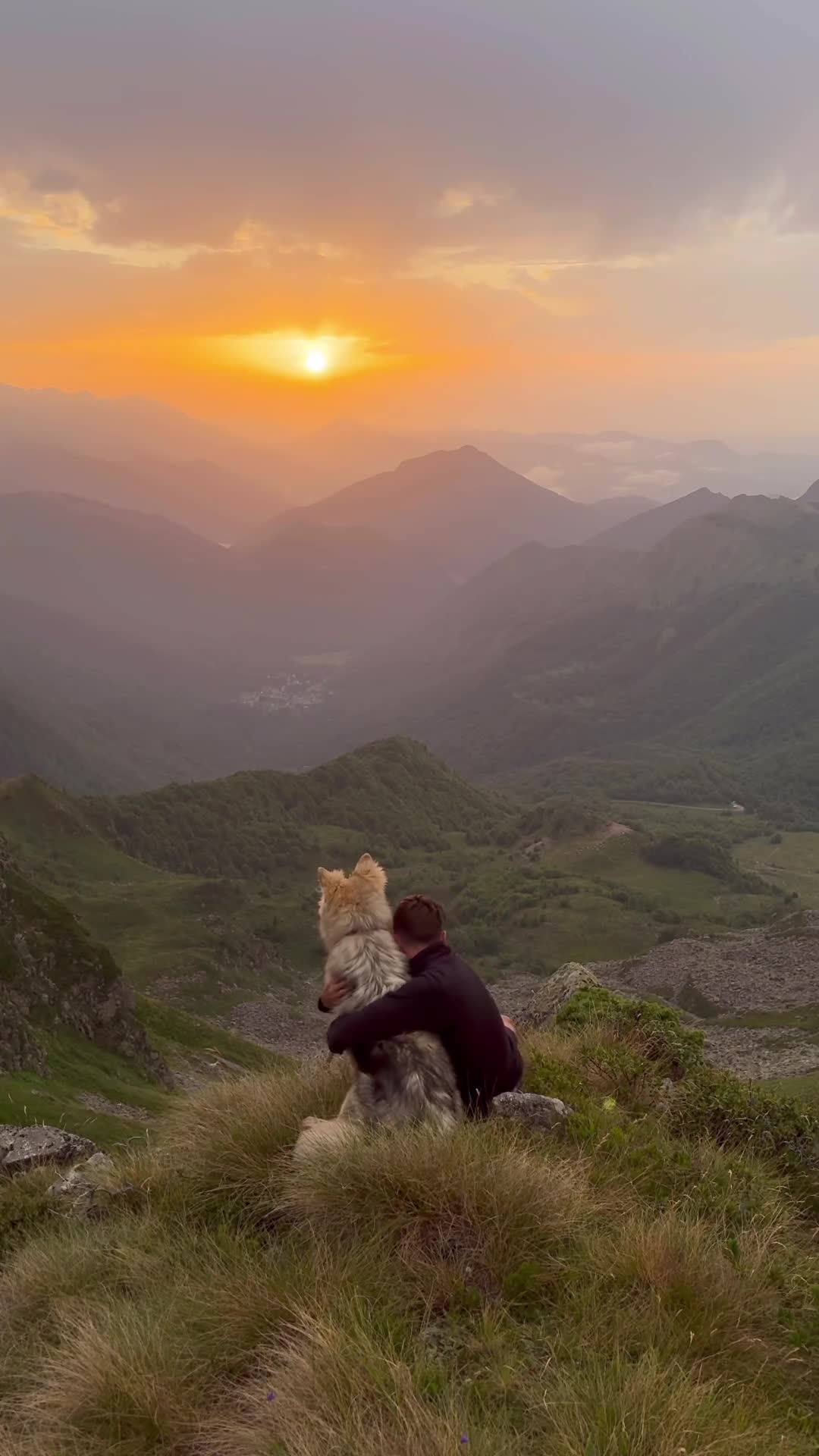 Милые животные видео