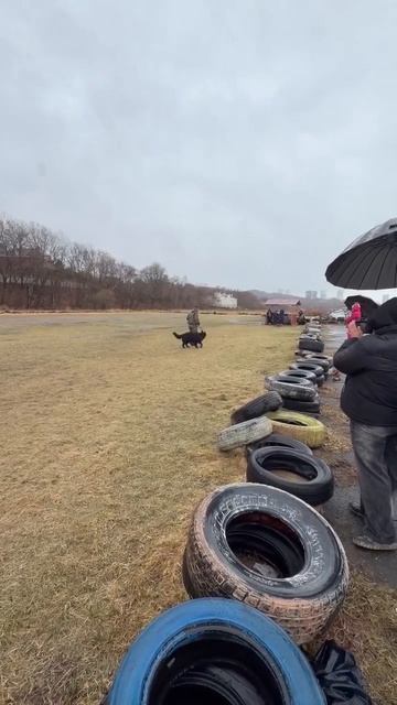 9.  выражено/перв АЙЯ 6129767 (Чоппер Штази – Kristen Brunen Gracziya Zabava Putyatishna)