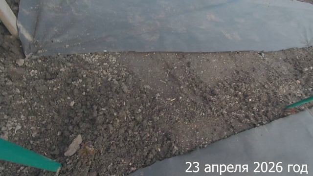 7 соток. Полностью досадила малиник. Хроника 23 апреля 2026 год