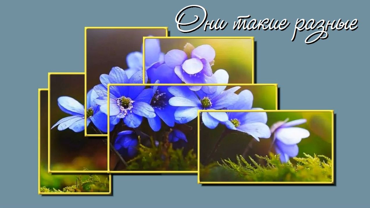 Они такие разные. Цветы