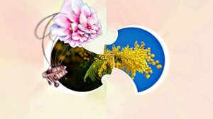 Весна! Мимозы для моей очаровательной ЗАНОЗЫ 5! Киностудия Мудрого Кота Тимофея!