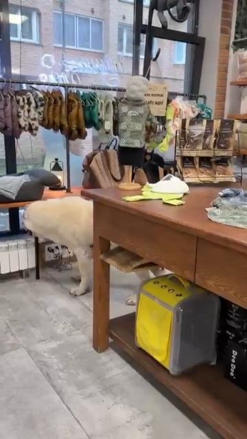 🕊 Он спас бездомного алабая и взял его под опеку❗Пост в описании 🎥 #сао #собака #алабай #любовь