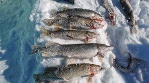 Закрытие сезона твёрдой воды.