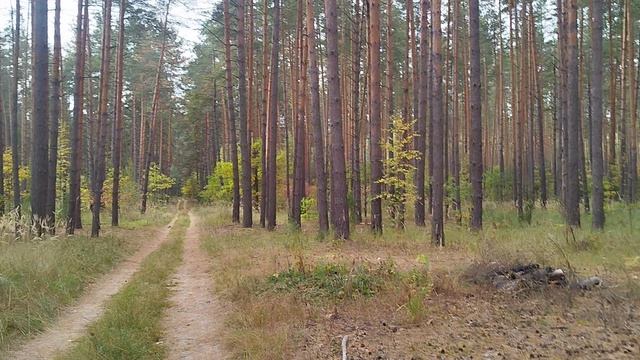 Сосновый бор