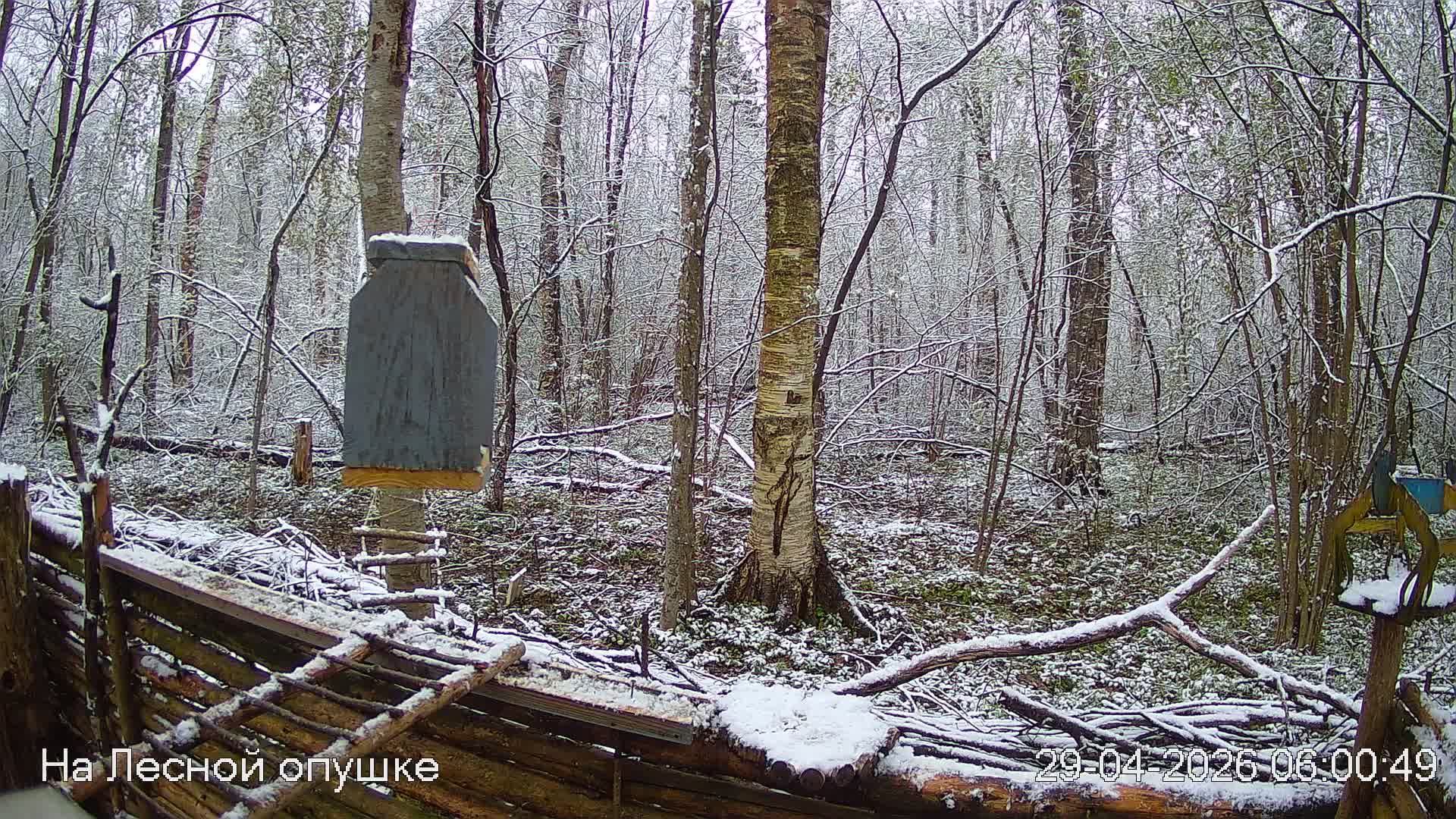 LIVE: На лесной опушке. Природа онлайн