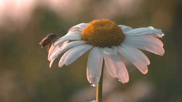 Видеоролик на тему время года