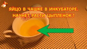 Яйцо в чашке в инкубаторе - начнет расти цыпленок?
