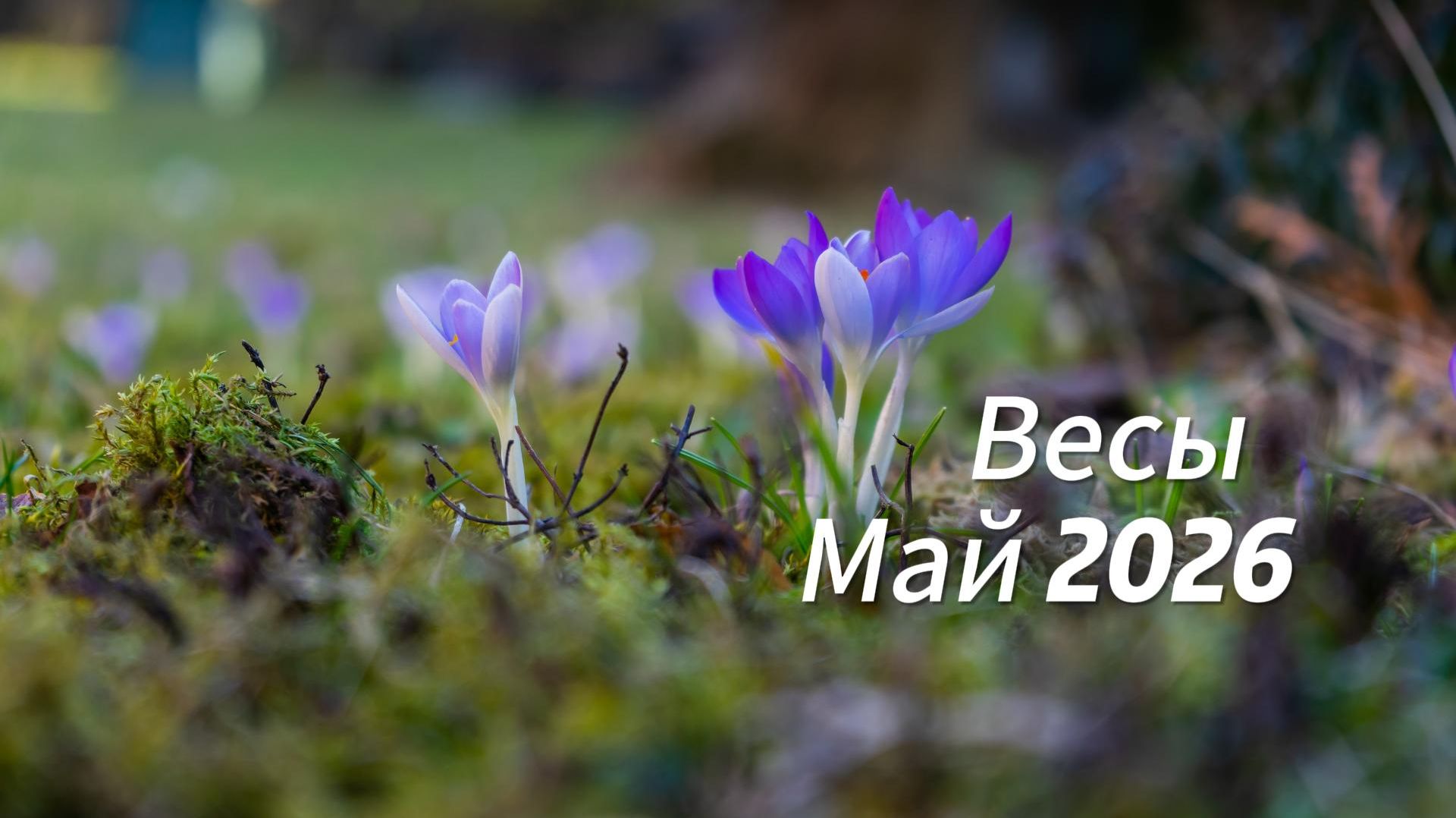 Прогноз для Весов на Май 2026