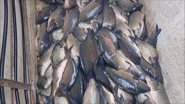 Зарыбление Верхнего пруда карпом 2470 кг. Клёвое место Лосиный остров.