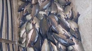 Зарыбление Верхнего пруда карпом 2470 кг. Клёвое место Лосиный остров.