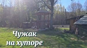 ПОЛУДИКИЙ ЗВЕРЬ НА ХУТОРЕ. ОПАСНОСТЬ ДЛЯ КРОЛИКОВ И ПОСАДКА ЗОЛОТОЙ КАРТОШКИ.