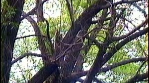 «ВРЕМЕНА ГОДА» цикл видео зарисовок Part 6 (1995 г.)