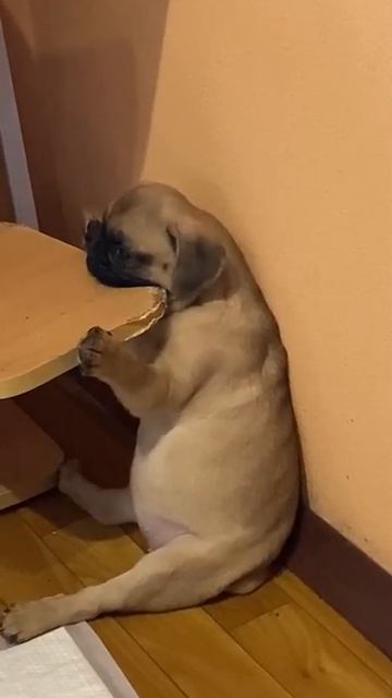 Не отвлекайте, столяр работает☺))