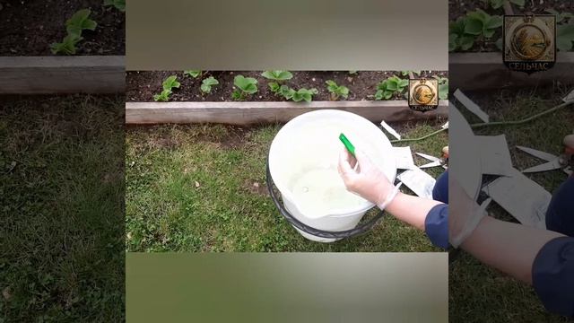 Первая обработка малины, подкормка обязательна.