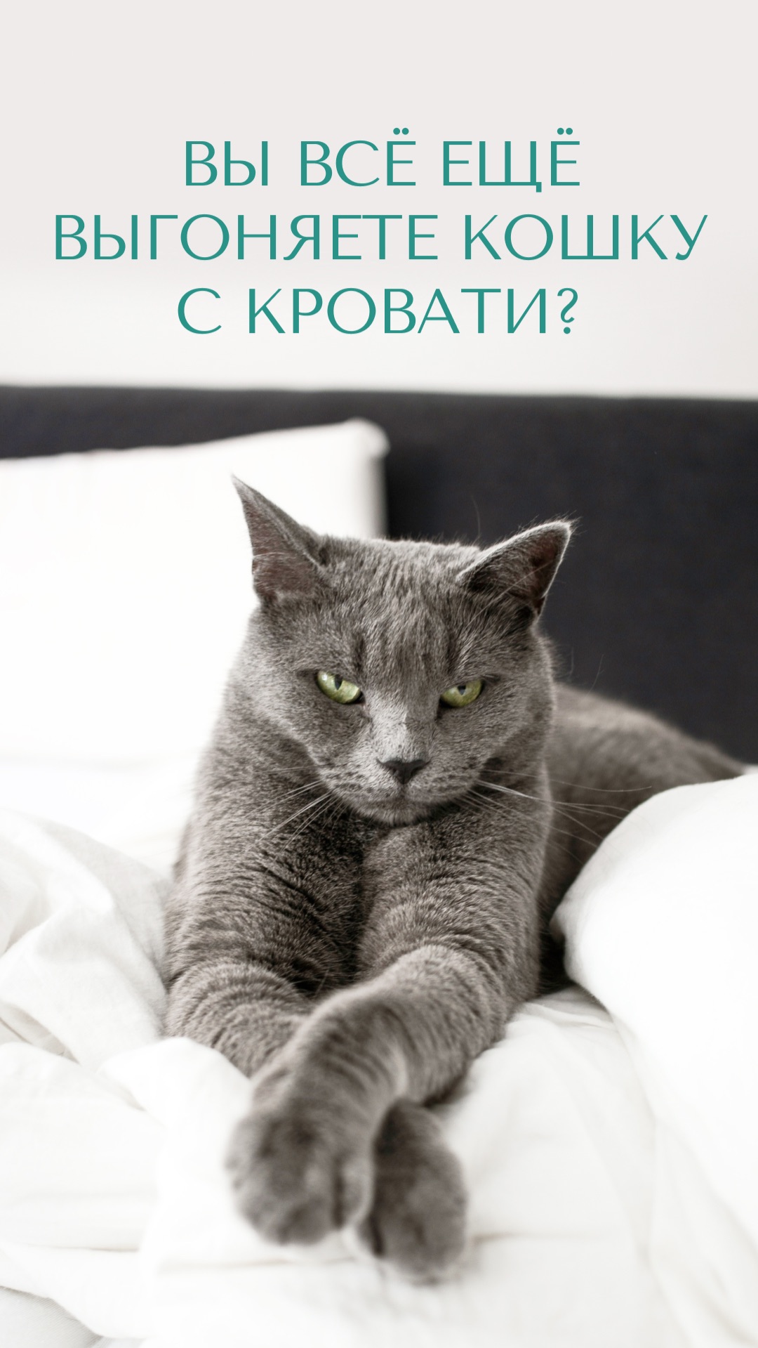 Всё еще выгоняете кошку с кровати?