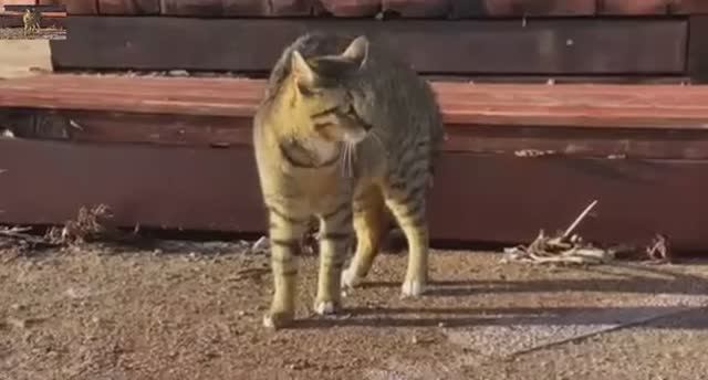 .... Как животные предчувствуют Катаклизмы....