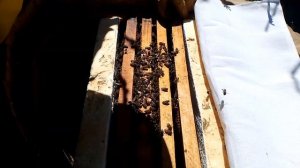 Неплодная матка в пчелином улье 🐝 Продолжаем искать молодых маток этого года. 27-04-2026