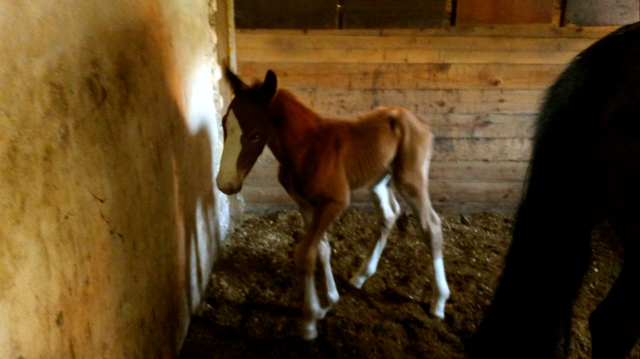 У нас появился жеребёнок
