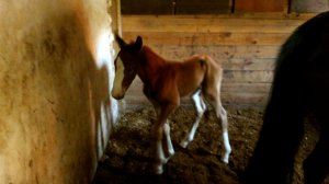 У нас появился жеребёнок