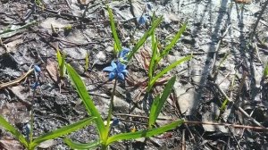 Пересадила раннюю капусту, цветочки,черенкованые питунии на Осень,