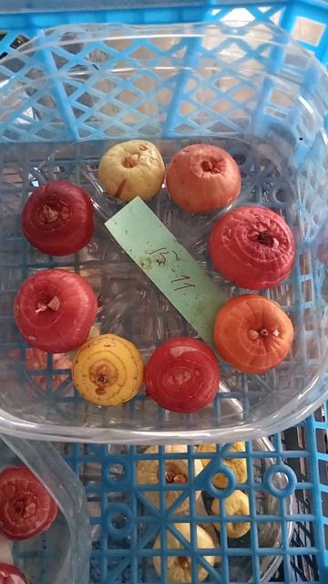 Гладиолус. О гибридизации.