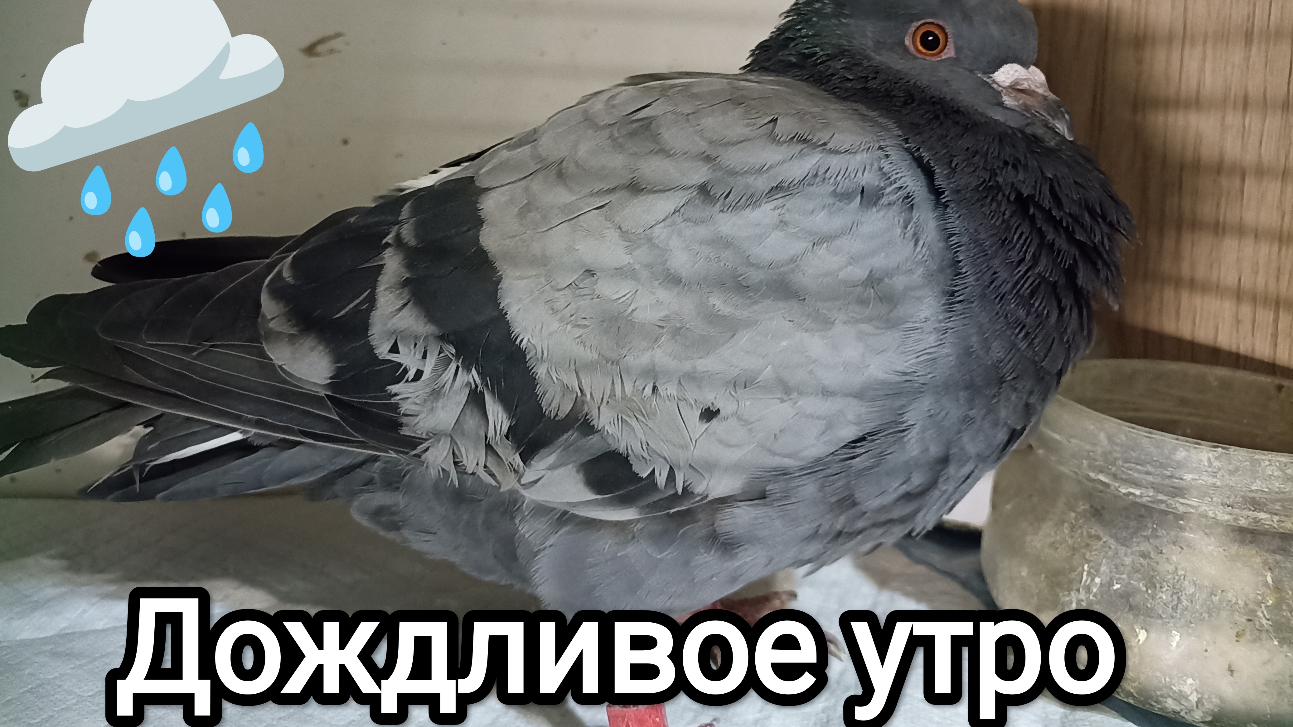 29-04-2026. Дождливое утро