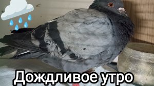 29-04-2026. Дождливое утро