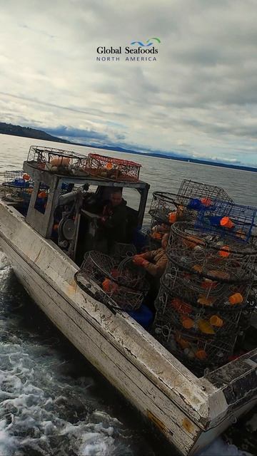 Гонка за дандженесс-крабом к Shilshole Bay 🦀