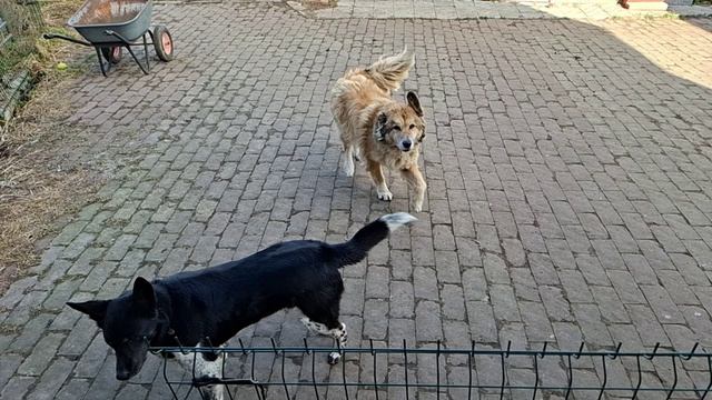 Вкусняшки для Ляпы Тяпы и Бонифация