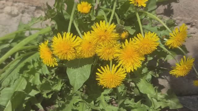 Останется ли он с нами? ВНЖ по родственнику восходящей линии самый лучший для нас вариант!