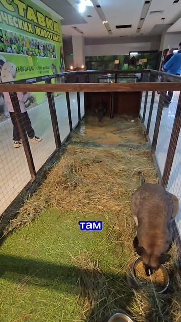 кенгуру Бенетта