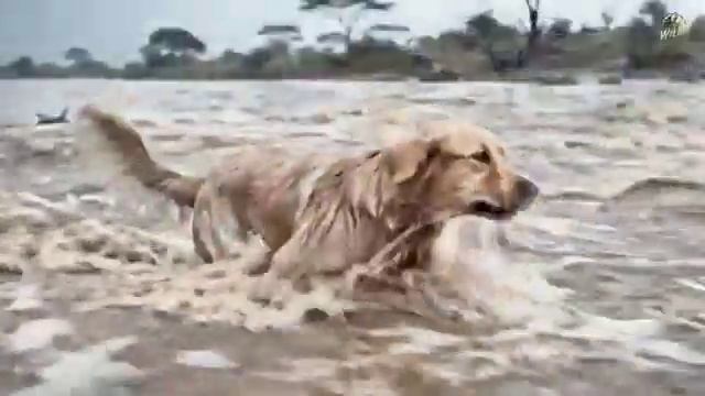 Собака спасла тонущего детёныша гепарда.