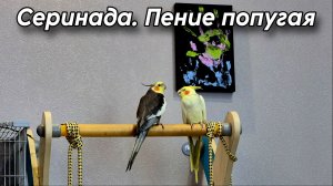 Ответная серинада. Пение попугая кореллы. Попугай корелла поёт