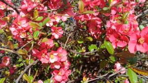 Яркая декоративная айва в солнечный день!Полное цветение🌸 #Кисловодск2026