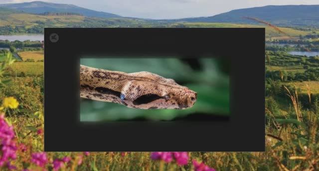 Откуда изначально взялись драконы?