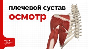 Плечевой сустав - осмотр, оценка ритма и движений, дисфункции