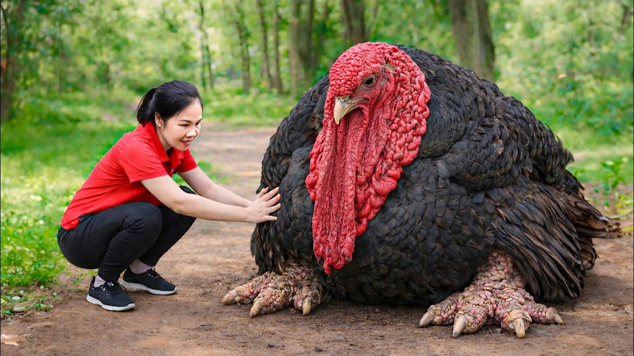 Как добыть древнюю индейку и продать ее на рынке | Легендарное животное, найденное в горах
