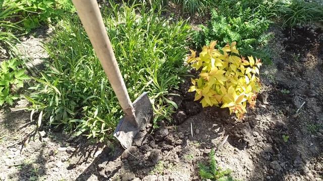 Высадила и пересадила некоторые растения.