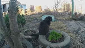 Давно хотела посадить на участке черемшу.