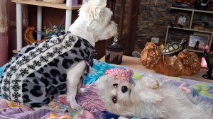 Решила себе день лодыря устроить...но не получилось...