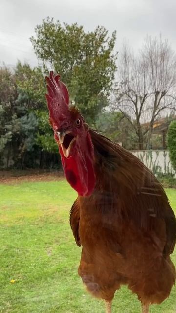 Видео от МЯУтаверс – как метавселенная, но с котами