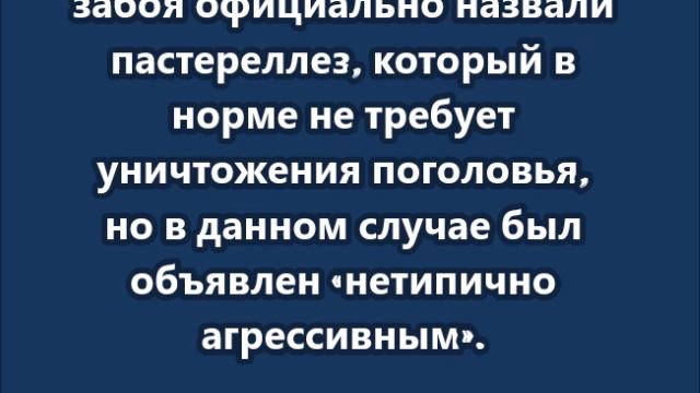 Глава карантинного отдела Новосибирской области найден мертвым после массового забоя скота