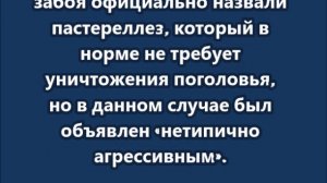 Глава карантинного отдела Новосибирской области найден мертвым после массового забоя скота