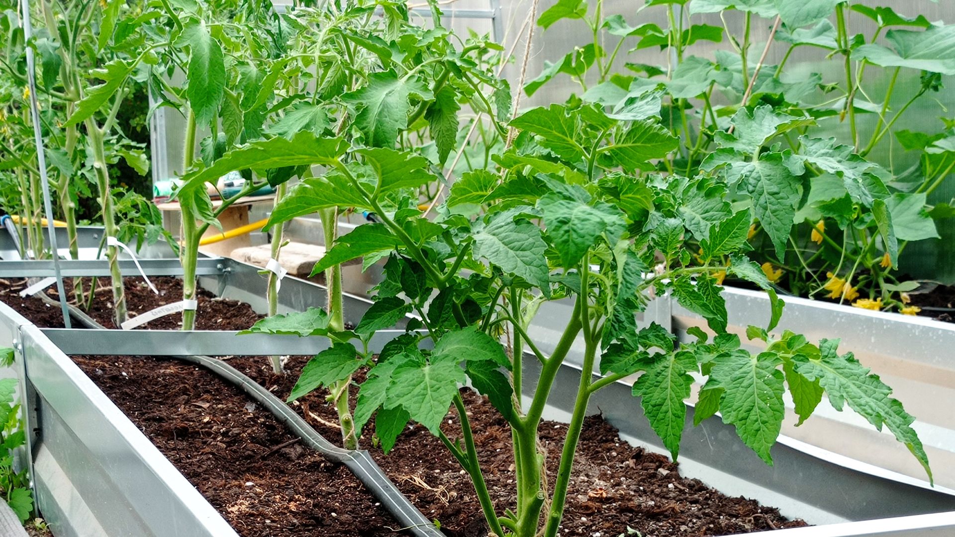 Ждем тепла. Моя тепличка.