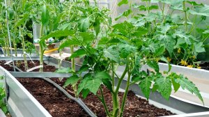 Ждем тепла. Моя тепличка.