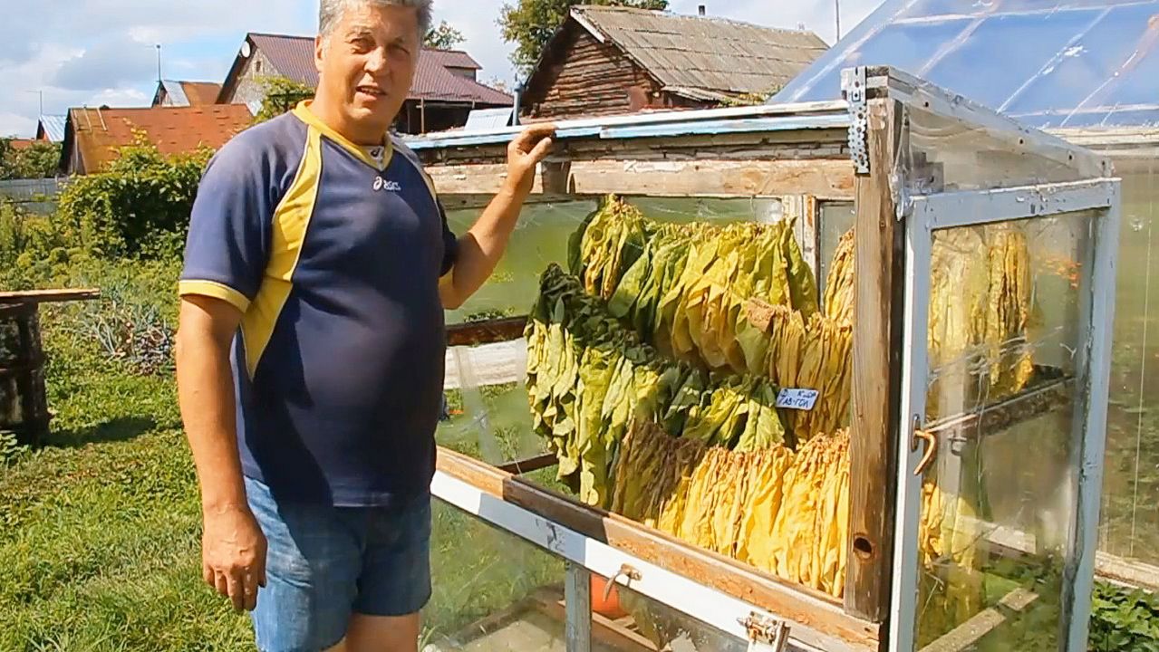 НАШЕ ТАБАЧНОЕ ПОЛЕ 6 лет назад. Подготовка ТРУБОЧНОГО ТАБАКА из ПЛАГОВ «Сады порока» 4 сезон 7 серия