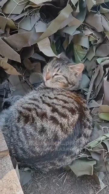 Пушистый воин уснул на боевом посту!